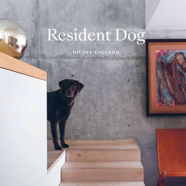 a dog is standing on a set of stairs