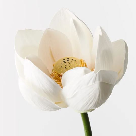a white flower with a yellow center on a white background