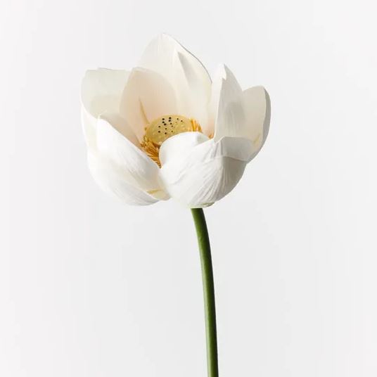 a single white flower with a white background