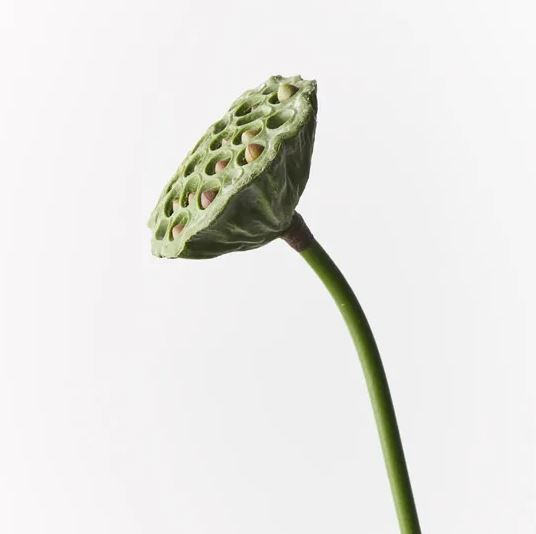 a close up of a flower with a white background