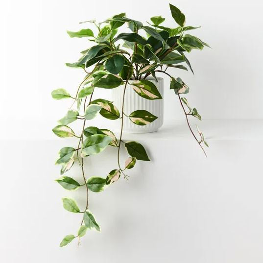 Pothos Hanging Bush in Pot