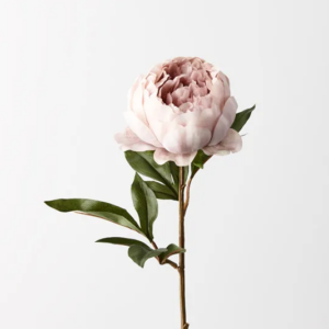 Peony - Dusty Pink