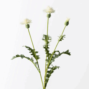 Thistle Spray - White