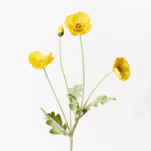 Poppy Iceland Spray - Yellow