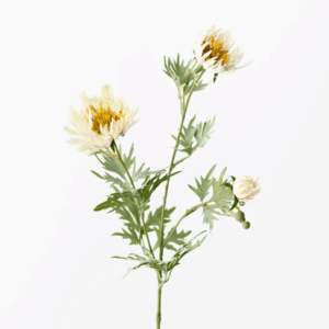 Chrysanthemum Spider Spray - Cream Pink