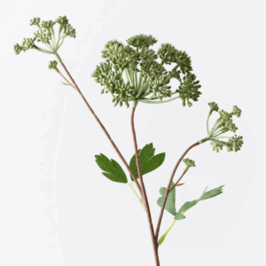 Angelica Spray - Green