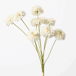 Zinnia Bundle - Ivory